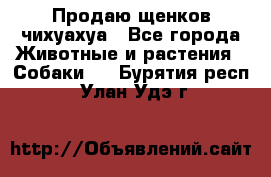 Продаю щенков чихуахуа - Все города Животные и растения » Собаки   . Бурятия респ.,Улан-Удэ г.